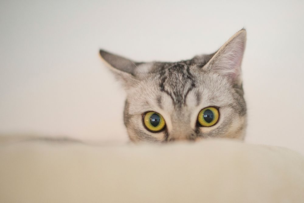 Free cute cat image, public domain animal CC0 photo.