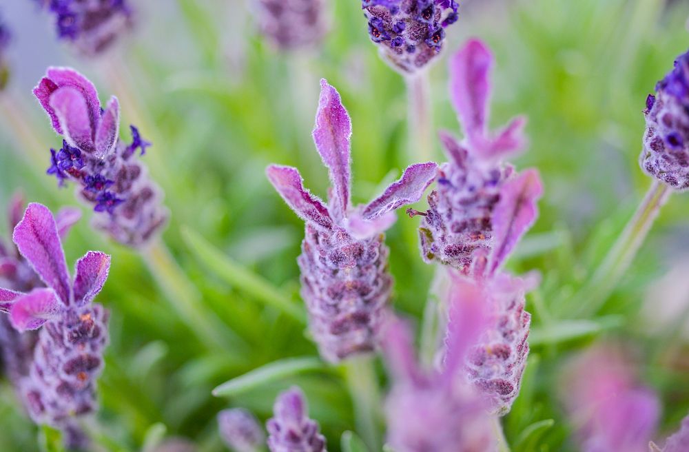 Free lavender image, public domain flower CC0 photo.