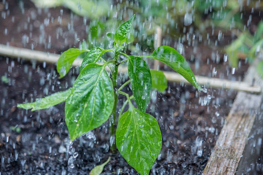 Raining on garden plant, free public domain CC0 photo