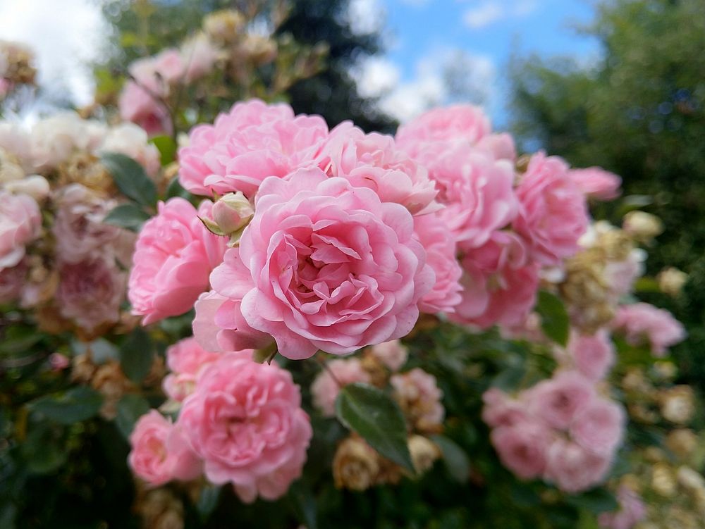 Free pink cabbage rose image, public domain flower CC0 photo.
