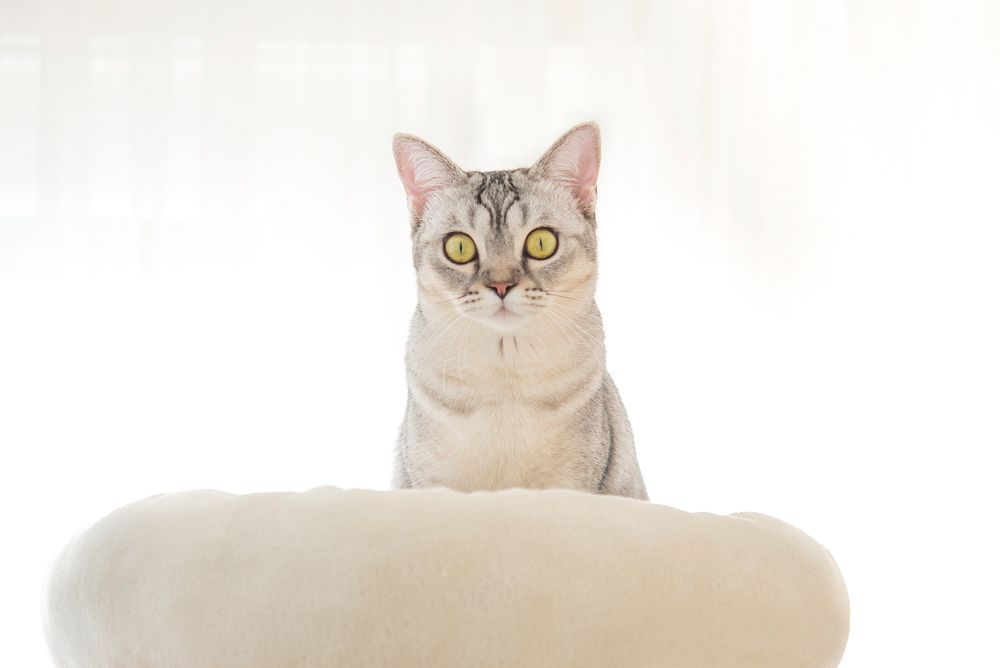 Free playful british shorthair cat image, public domain CC0 photo.