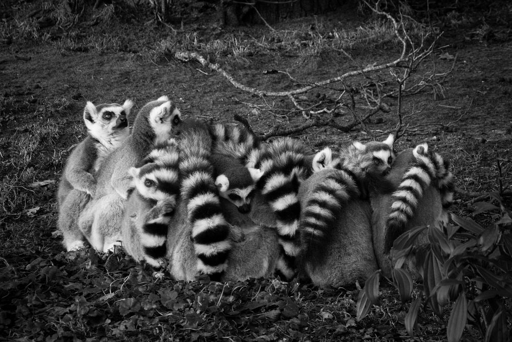 Free ring tailed lemur image, public domain animal CC0 photo.