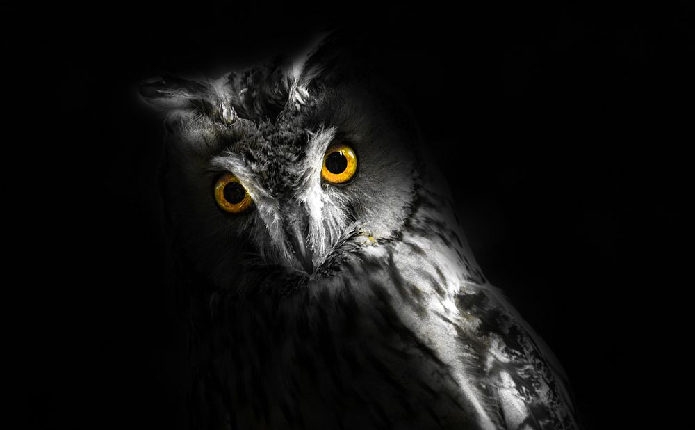 Free owl in the dark, black and white photo, public domain animal CC0 image.