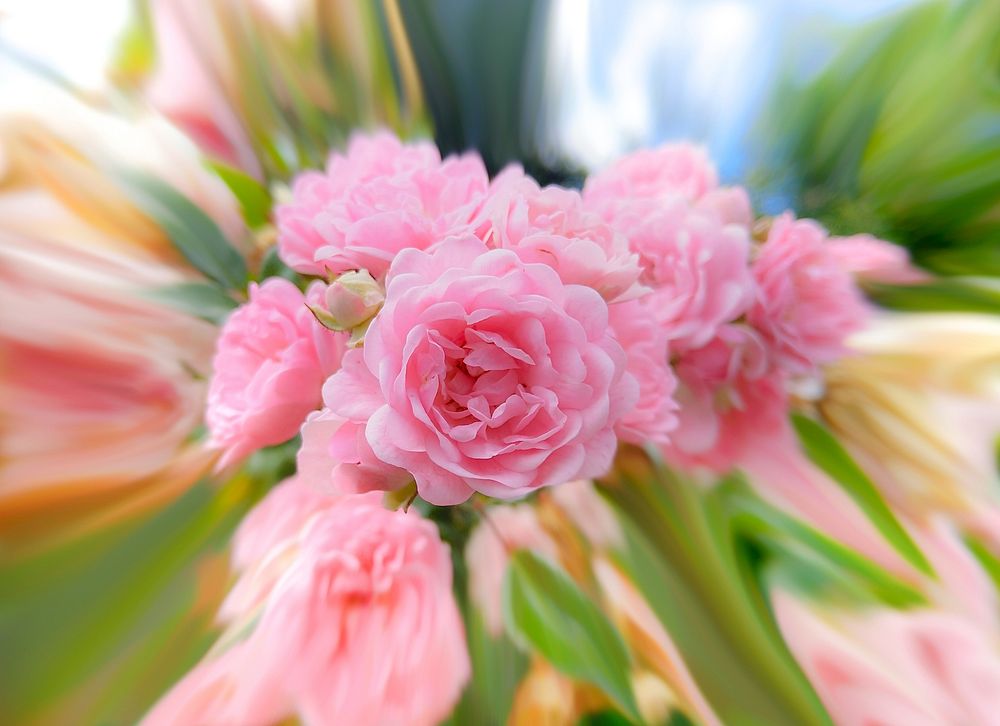Free pink garden roses image, public domain spring CC0 photo.