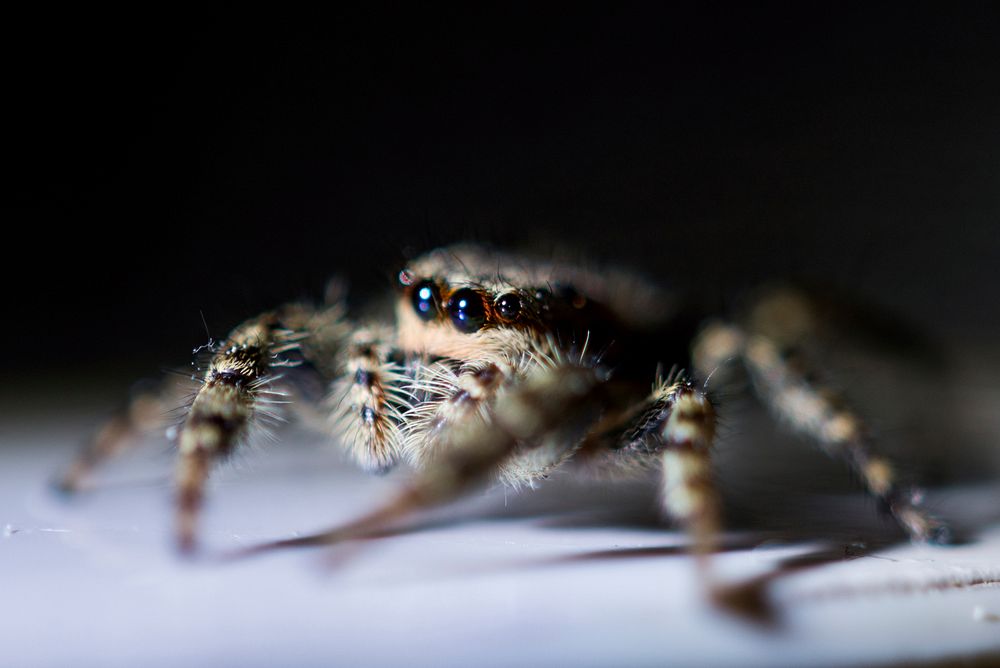 Free close up from a spider image, public domain animal CC0 photo.