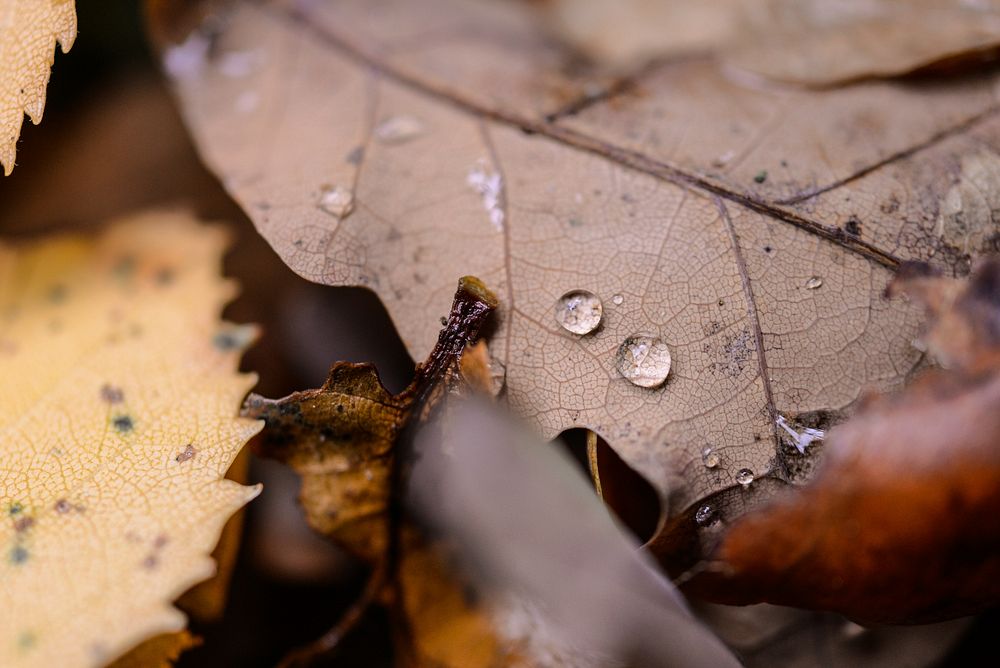 Free dry leaf, Autumn background, public domain CC0 photo.