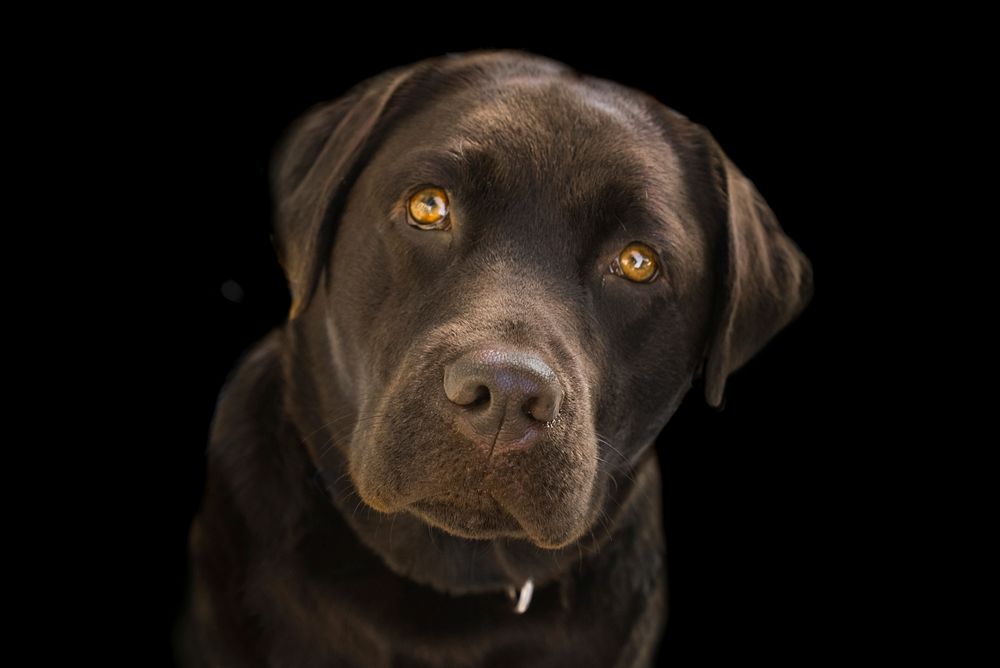 Free Labrador Retriever image, public domain pet CC0 photo.