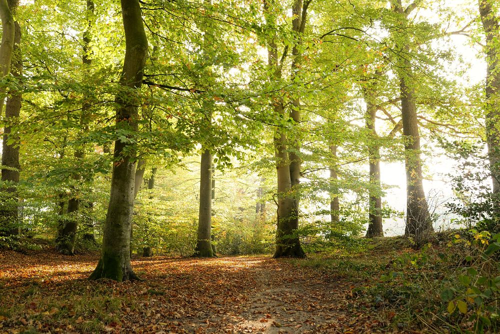 Sunlight shining through the woods, free public domain CC0 photo