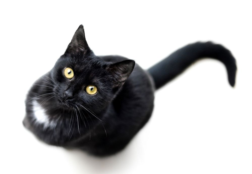 Free black bombay cat image, public domain CC0 photo.