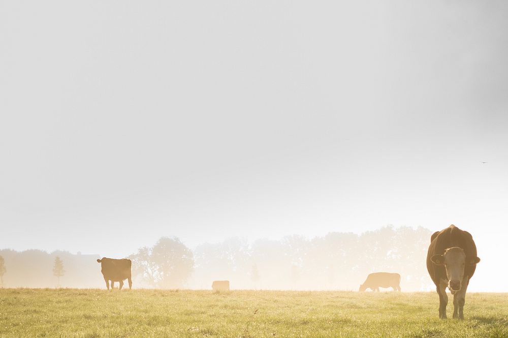 Free cow in the mist image, public domain animal CC0 photo.