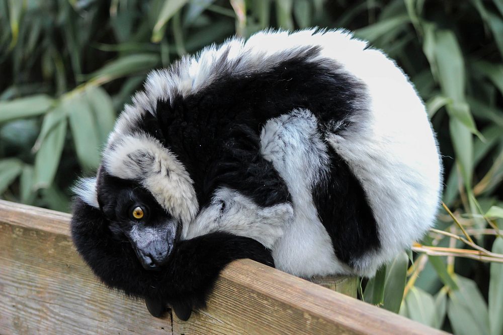 Free black and white ruffed lemur image, public domain animal CC0 photo.