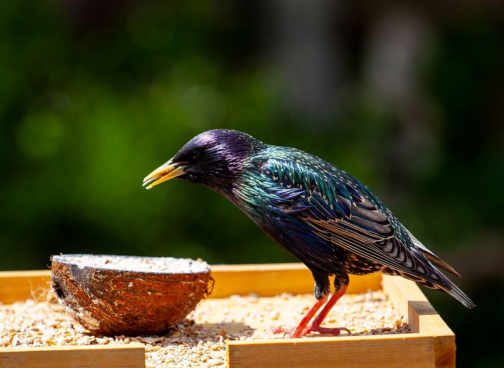 Free starling bird on feed table portrait photo, public domain animal cc0 image.