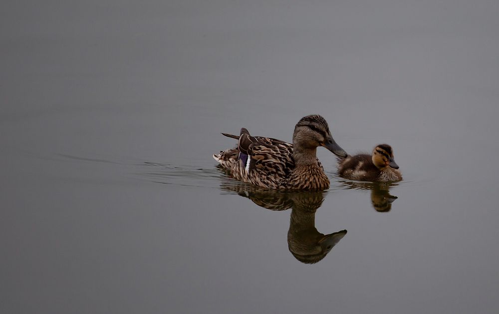 Free mother and baby duck on lake image, public domain animal CC0 photo.