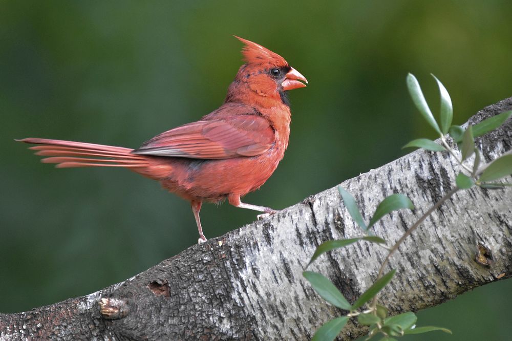 Free cardinal bird in nature background portrait photo, public domain animal CC0 image.