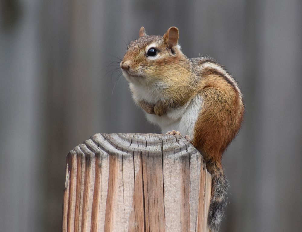 Free squirrel in autumn image, public domain animal CC0 photo.