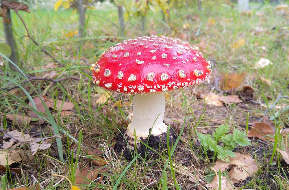 Free toadstool mushroom, fly agaric photo, public domain plant CC0 image.