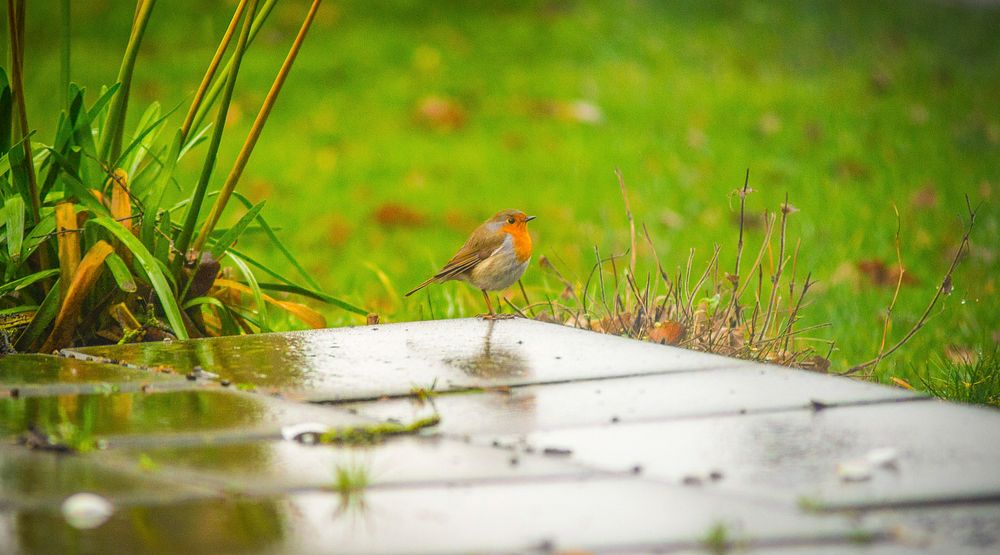 Free robin bird in nature background photo, public domain animal CC0 image.