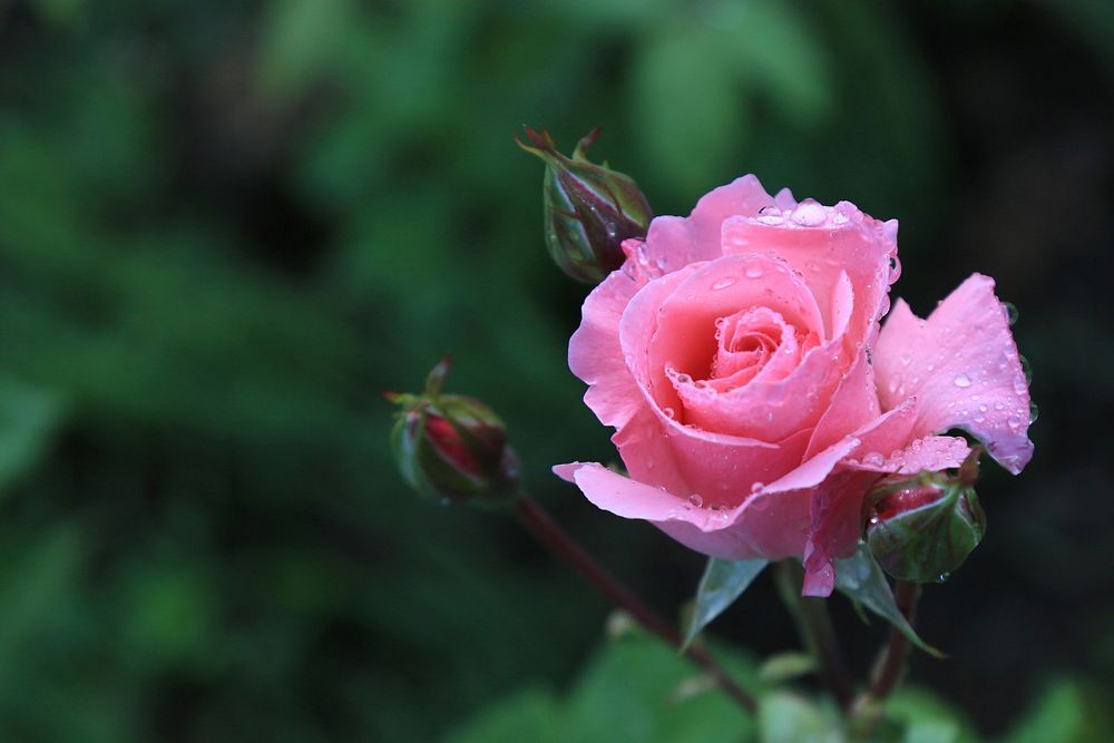Free pink rose image, public domain flower CC0 photo.