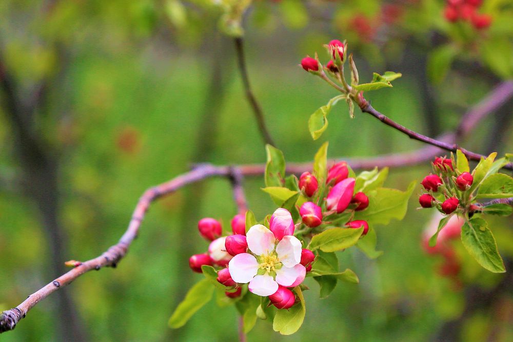 Free apple blossom image, public domain flower CC0 photo.