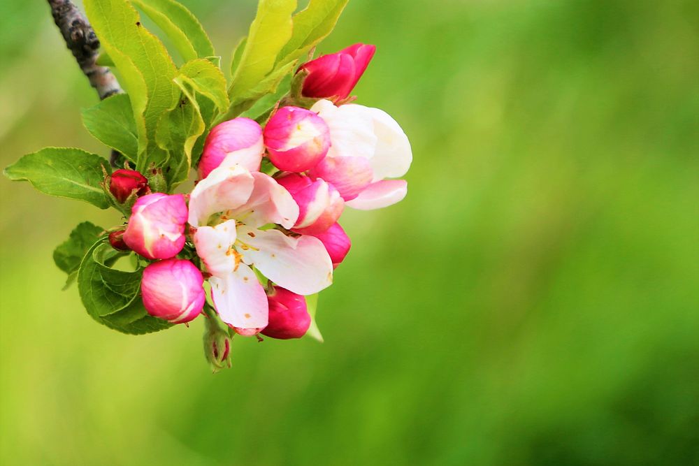 Free apple blossom image, public domain flower CC0 photo.