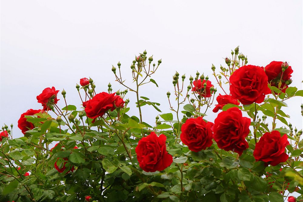 Free red roses image, public domain flower CC0 photo.