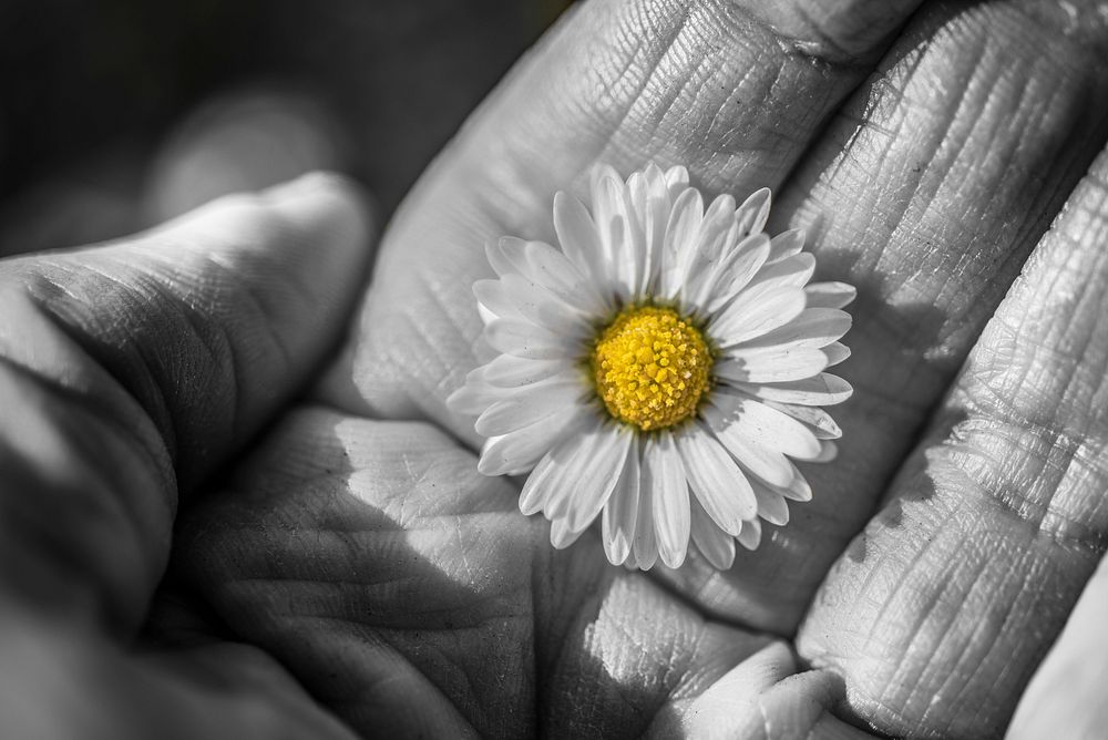 Free white daisy background image, public domain flower CC0 photo.