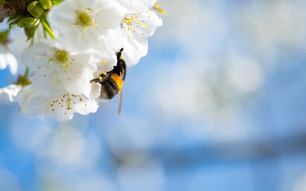 Free close up wasp on white flower image, public domain animal CC0 photo.