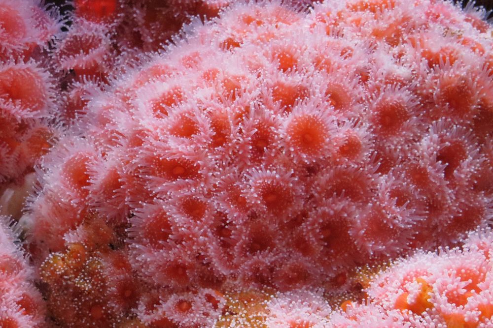 Free sea anemone image, public domain sea life CC0 photo.