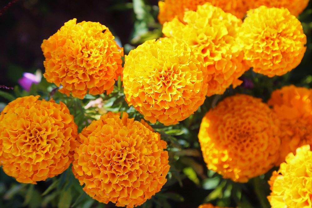 Free marigold background image, public domain flower CC0 photo.