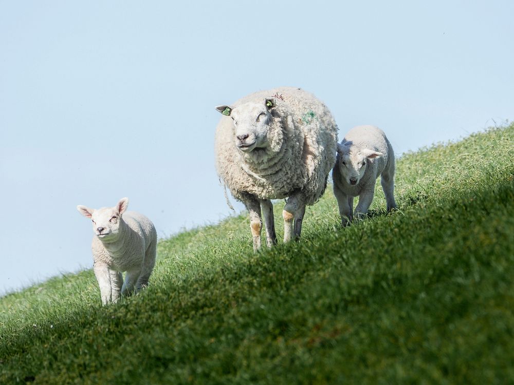 Free sheep family image, public domain animal CC0 photo.