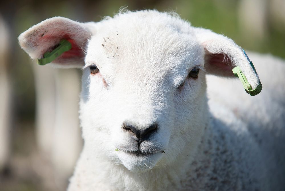 Free lamb image, public domain animal CC0 photo.