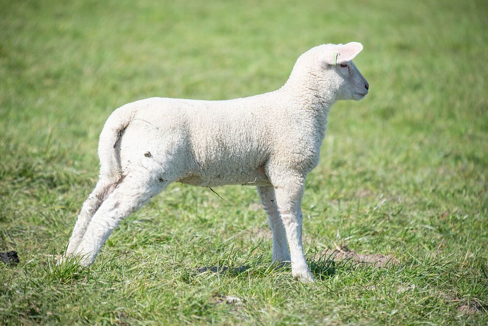 Free lamb image, public domain animal CC0 photo.