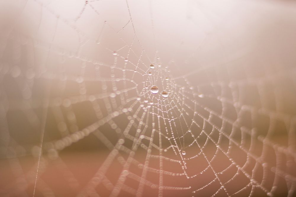 Free close up spider web image,  public domain CC0 photo.