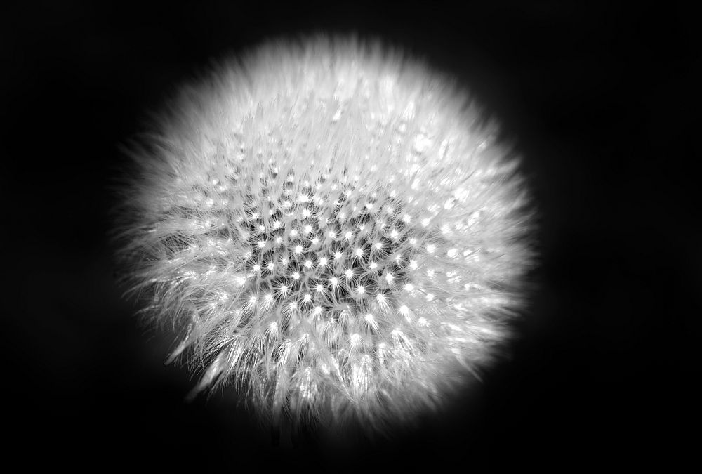Free dandelion image, public domain spring CC0 photo.