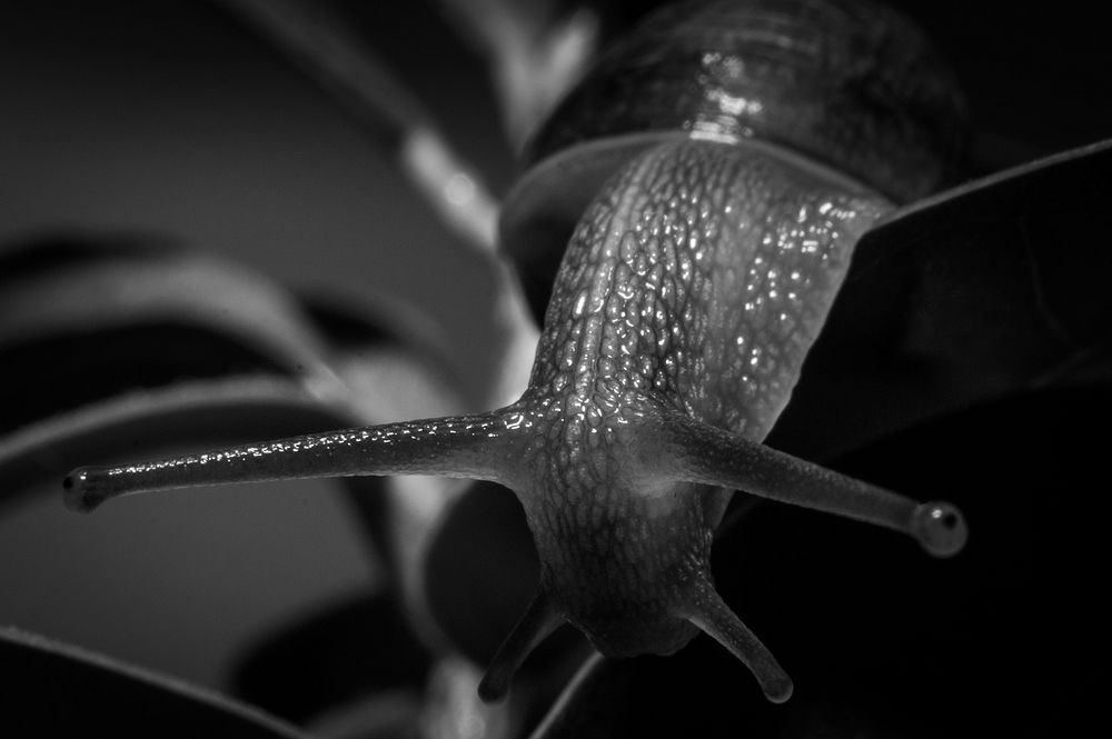 Free snail in black and white image, public domain animal CC0 photo.