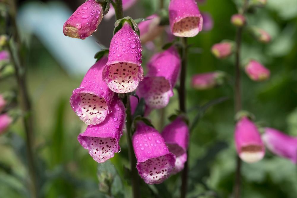 Free pink flower background image, public domain spring CC0 photo.
