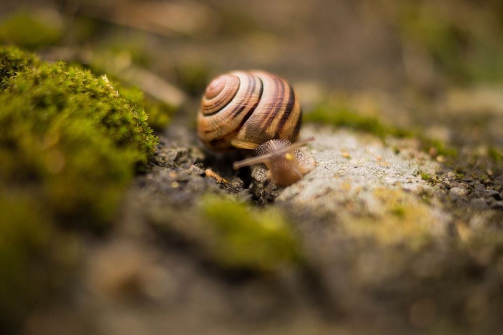 Free snail on ground closeup photo, public domain animal CC0 photo.