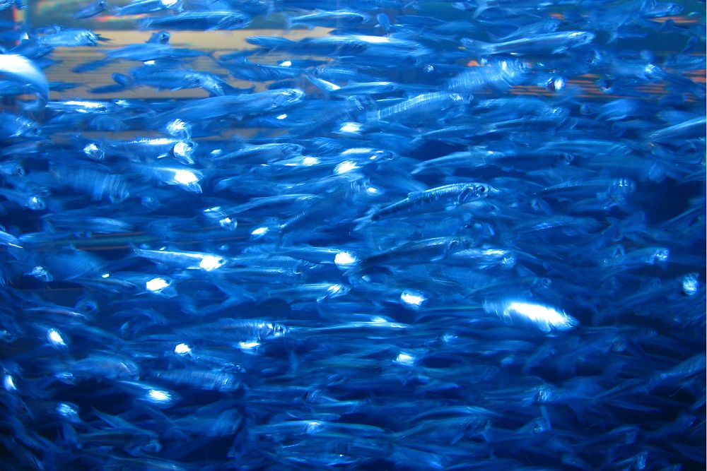 Free swarm of fishes image, public domain animal CC0 photo.