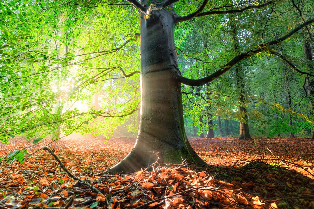 Sunlight shining on trees, free public domain CC0 photo