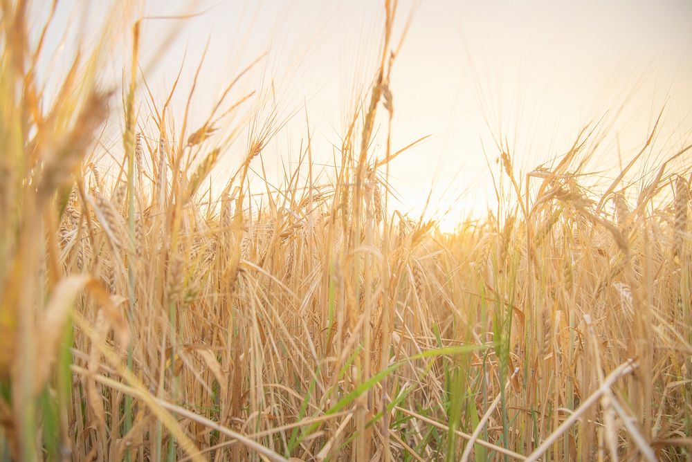 Free field of wheat image, public domain food CC0 photo.