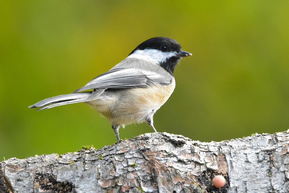 Free Chickadee, black capped perched on a log portrait photo, public domain animal CC0 image.