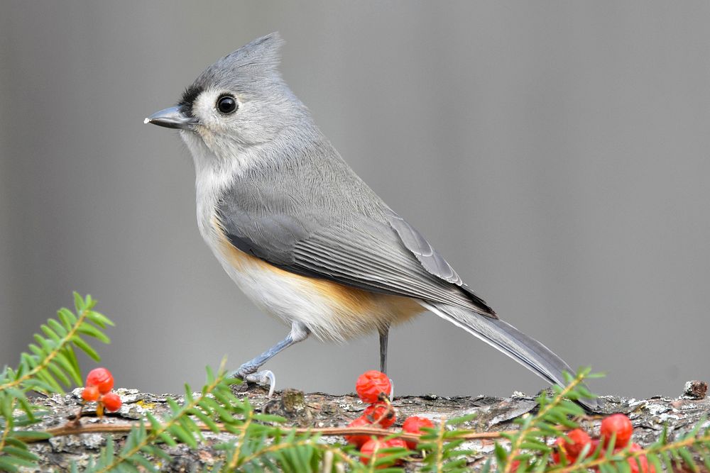 Free tufted titmouse on berries tree branch photo, public domain animal CC0 image.