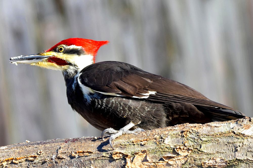 Free perched pileated woodpecker on log photo, public domain animal CC0 image.