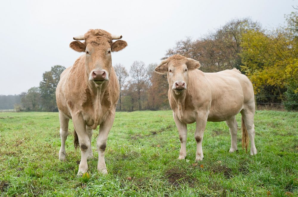 Free 2 cows standing on grass image, public domain animal CC0 photo.