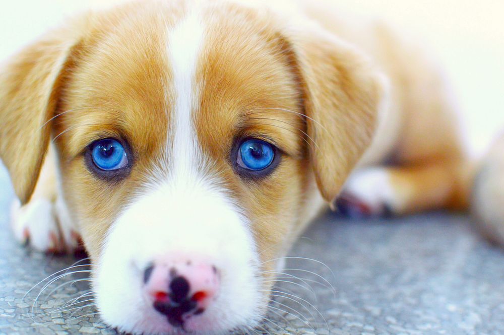 Free blue eyed puppy image, public domain dog CC0 photo.