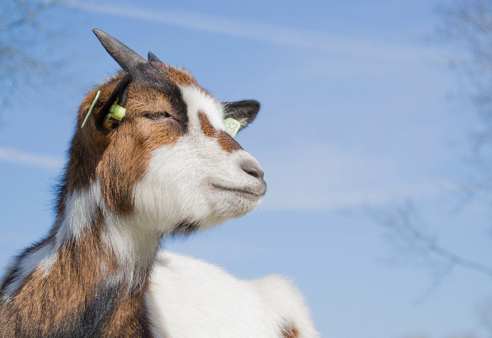 Free cute goat face closeup photo, public domain animal CC0 image.