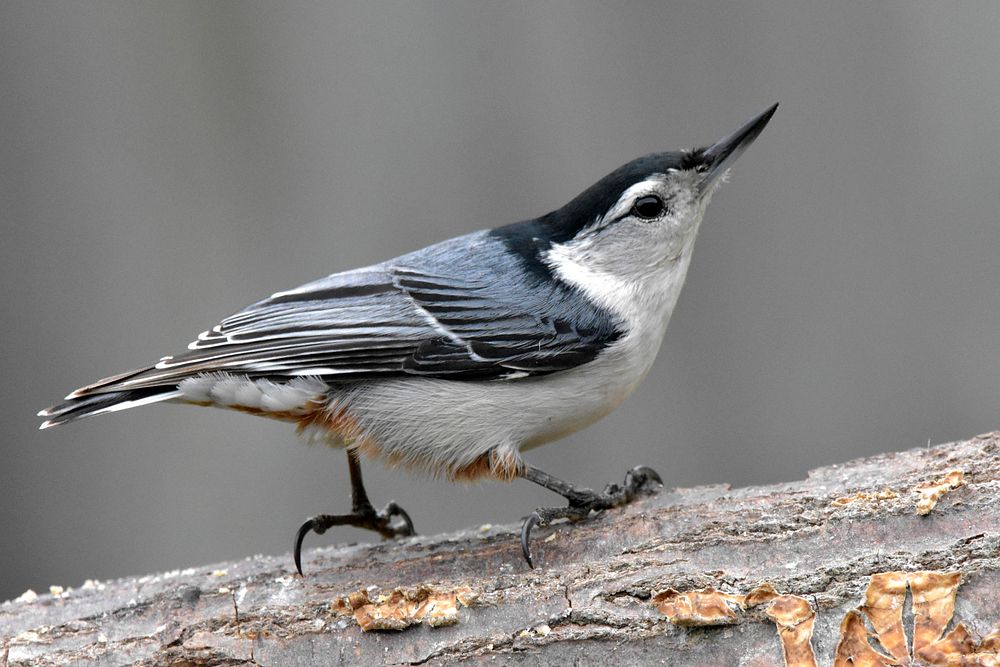 Free white breasted nuthatch on a log photo, public domain animal CC0 image.