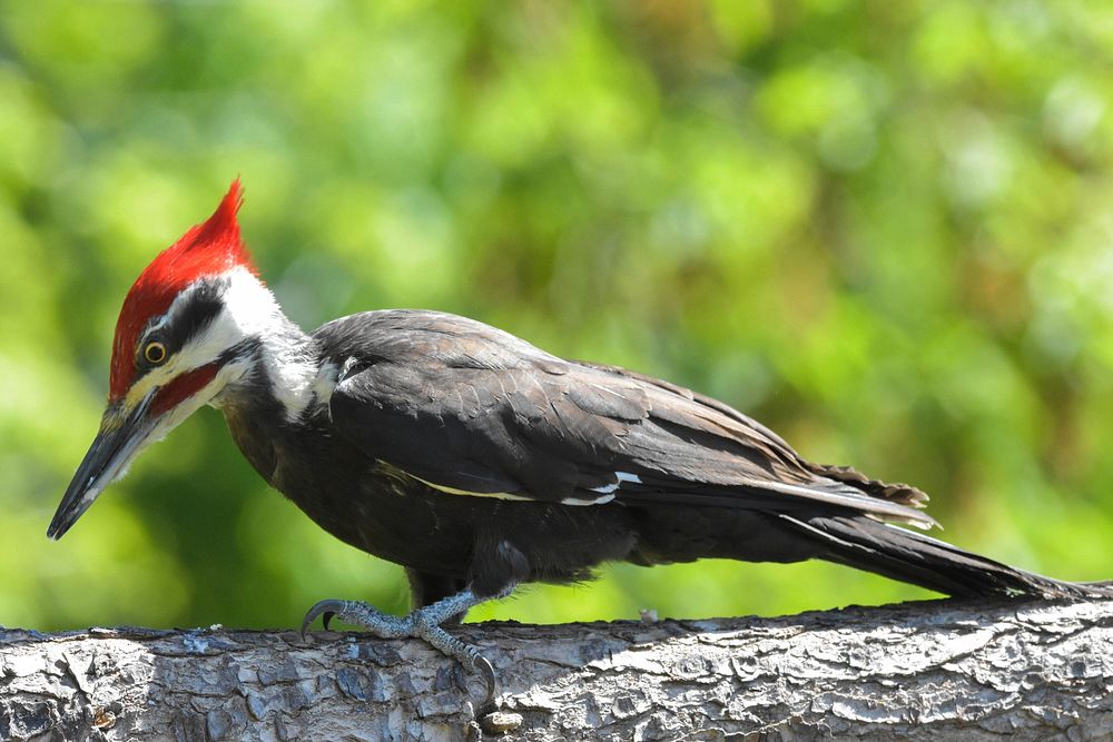 Free pileated woodpecker on a log photo, public domain animal CC0 image.