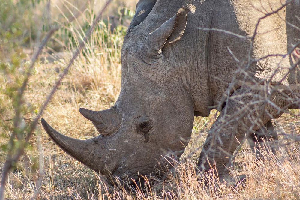 Endangered Rhino in Kruger National Park, South Africa. Original public domain image from Flickr