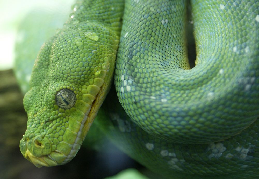 Green snake in a rainforest jungle. Free public domain CC0 photo.
